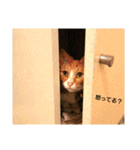 猫ばかが作ったスタンプ（個別スタンプ：8）
