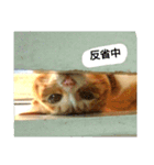 猫ばかが作ったスタンプ（個別スタンプ：9）