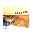 猫ばかが作ったスタンプ（個別スタンプ：18）