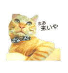 猫ばかが作ったスタンプ（個別スタンプ：19）