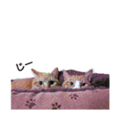 猫ばかが作ったスタンプ（個別スタンプ：22）
