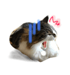 RINRINRINRIN（個別スタンプ：9）