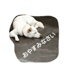 ドッグリフレオッジ 2（個別スタンプ：5）