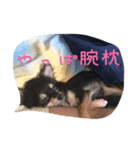 〜愛犬チロルとの日常〜（個別スタンプ：2）