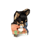 〜愛犬チロルとの日常〜（個別スタンプ：4）