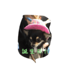 〜愛犬チロルとの日常〜（個別スタンプ：6）