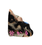 〜愛犬チロルとの日常〜（個別スタンプ：8）