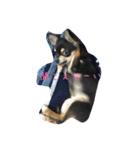 〜愛犬チロルとの日常〜（個別スタンプ：9）