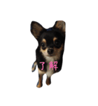 〜愛犬チロルとの日常〜（個別スタンプ：10）