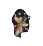 〜愛犬チロルとの日常〜（個別スタンプ：13）