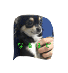 〜愛犬チロルとの日常〜（個別スタンプ：14）