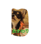 〜愛犬チロルとの日常〜（個別スタンプ：17）