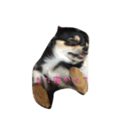 〜愛犬チロルとの日常〜（個別スタンプ：18）