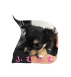 〜愛犬チロルとの日常〜（個別スタンプ：19）