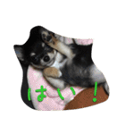 〜愛犬チロルとの日常〜（個別スタンプ：20）