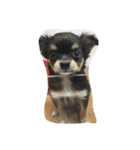 〜愛犬チロルとの日常〜（個別スタンプ：22）