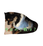〜愛犬チロルとの日常〜（個別スタンプ：23）