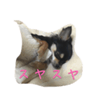 〜愛犬チロルとの日常〜（個別スタンプ：24）