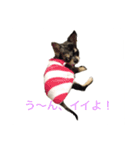 アイルオンスタンプ（個別スタンプ：5）