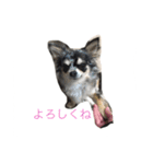 アイルオンスタンプ（個別スタンプ：9）