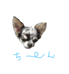 アイルオンスタンプ（個別スタンプ：11）