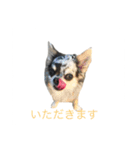 アイルオンスタンプ（個別スタンプ：12）