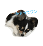 ルクわんこ（個別スタンプ：5）