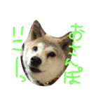 柴犬Rinたん（個別スタンプ：2）