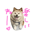 柴犬Rinたん（個別スタンプ：3）