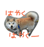 柴犬Rinたん（個別スタンプ：4）