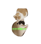 ココナッツ生活（個別スタンプ：5）