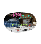 ココナッツ生活（個別スタンプ：6）