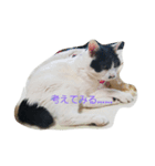 ココナッツ生活（個別スタンプ：8）