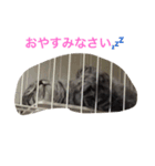 プリムローズのうにちゃん（個別スタンプ：6）