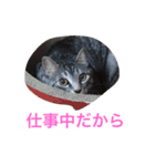 プリムローズのうにちゃん（個別スタンプ：10）