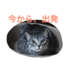 プリムローズのうにちゃん（個別スタンプ：11）