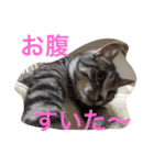 プリムローズのうにちゃん（個別スタンプ：12）