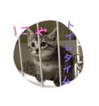 プリムローズのうにちゃん（個別スタンプ：14）