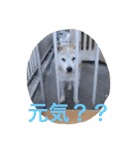 c2sgk（個別スタンプ：8）