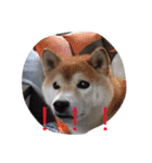 c2sgk（個別スタンプ：11）
