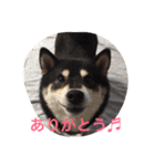 c2sgk（個別スタンプ：26）