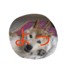 c2sgk（個別スタンプ：37）