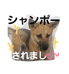 雑種犬たまおちゃん2（個別スタンプ：2）