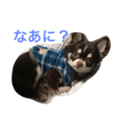 チワワのメンマ(文字入り)（個別スタンプ：2）