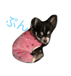 チワワのメンマ(文字入り)（個別スタンプ：4）