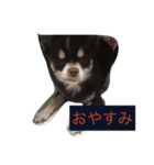 チワワのメンマ(文字入り)（個別スタンプ：5）