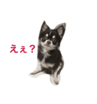 チワワのメンマ(文字入り)（個別スタンプ：6）