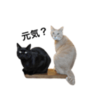 クリーム茶トラのネムと黒猫ピース2（個別スタンプ：1）
