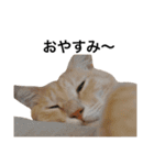 クリーム茶トラのネムと黒猫ピース2（個別スタンプ：3）