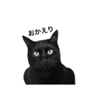 クリーム茶トラのネムと黒猫ピース2（個別スタンプ：4）